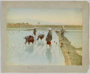 Rijst planten, Japan (handgekleurde zwart-wit foto)