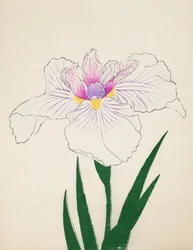 Akashi-no.-Ul, nr.10, 1898