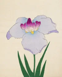 Hoshi-Zukiyo, nr.45, 1898