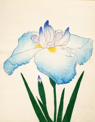 Sazanami, nr. 68, 1890