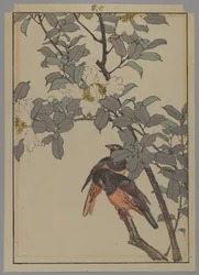 Twee vogels met witte bloemen, Meiji periode, 1892