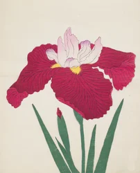 Yamamatayama, No. 83, 1890
