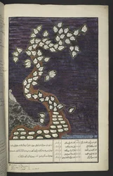 Genealogische kaart in de vorm van een boom van de heersers van Java, van Adam tot Pakuwana IV (van Surakarta) en Mataram IV (Hamengkubuwana IV van Yogykarta), in een Javaans manuscript, Papakem Pawukon