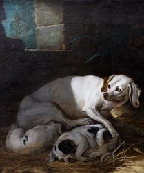 Hond die haar jong verzorgt