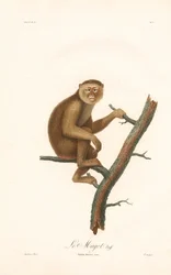 berberaap (Simia inuus)