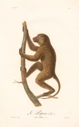 Klimmende Guinee Baviaan (Simia Sphinx, variëteit a)