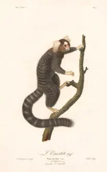 Penseelaap (Simia jacchus)