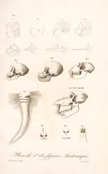 Vergelijkende anatomie van primaten, eerste plaat