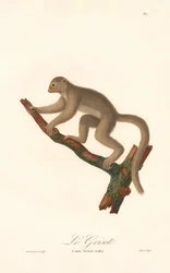 Grijze muismaki (Lemur griseus)