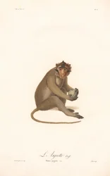 Javaanse Langoer (Simia aygula)