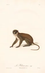 Kleine neusaap (Simia petaurista)