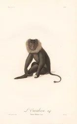 Baardaap (Simia Silenus)
