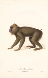 Mandril (Simia Maimon)