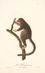 Mangoest Lemur (Lemur Mongoz)