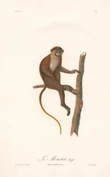 Gestreepte aap (Simia cephus)