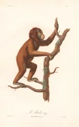 Orang-oetan (Simia satyrus)