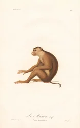 Lampongaap (Simia nemestrina)