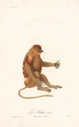 Neusaap (Simia nazica)