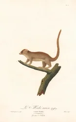 Dwergmuismaki (Lemur pusillus)