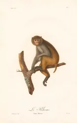 Rhesusmakaak (Simia Rhesus)