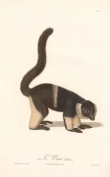 Gekuifde lemurenvariëteit (Lemur macaco V.A.)