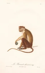 Makaak (Simia sinica)