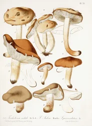 Schimmels