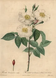 Witte Damastroos, Rosa x damascena