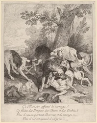 Een wolf aangevallen door honden