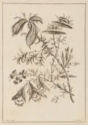 Bloementak