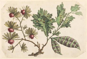 Bloementak, uit "Recueil de Fleurs Chinois"