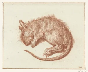 Dode rat