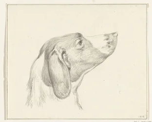 Kop van een hond, naar rechts
