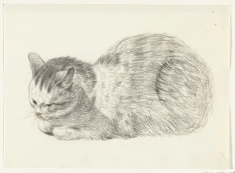 Liggende kat, naar links