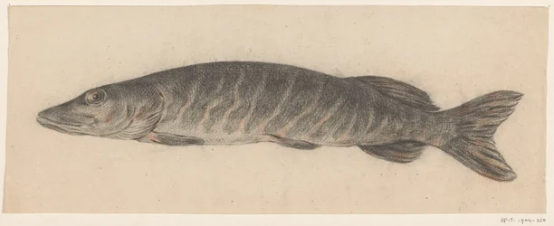 Snoek, naar links