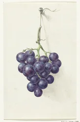 Tros blauwe druiven