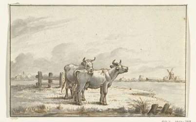 Twee koeien in de wei