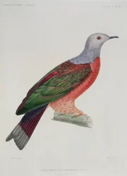 De Bloedende Hartduif, illustratie uit 