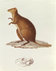De wallaby of kortstaartkangoeroe (Setonix brachyurus), illustratie uit Voyage de la Corvette l