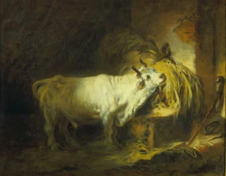 De witte stier in de stal