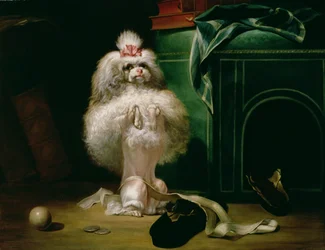 Een hond van het Havannah-ras, 1768