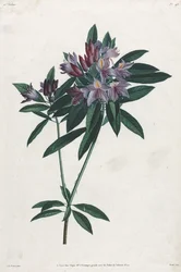 Pontische rododendron