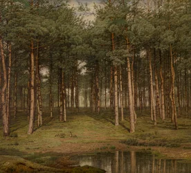 Dennenbos bij Putte