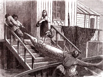 Sturgeon vissen op de Wolga rivier, Rusland. 1867 (gravure)