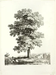 Studie van een boom