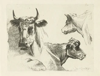 Drie koeienkoppen