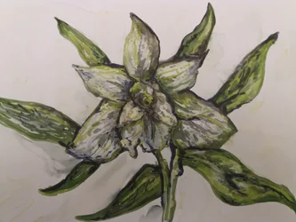 Groene Orchidee