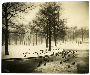 Common met duiven, Boston, VS, ca. 1902-10