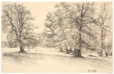 Licht hellend terrein met verspreide grote bomen
