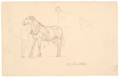 Drie studies van een paard
